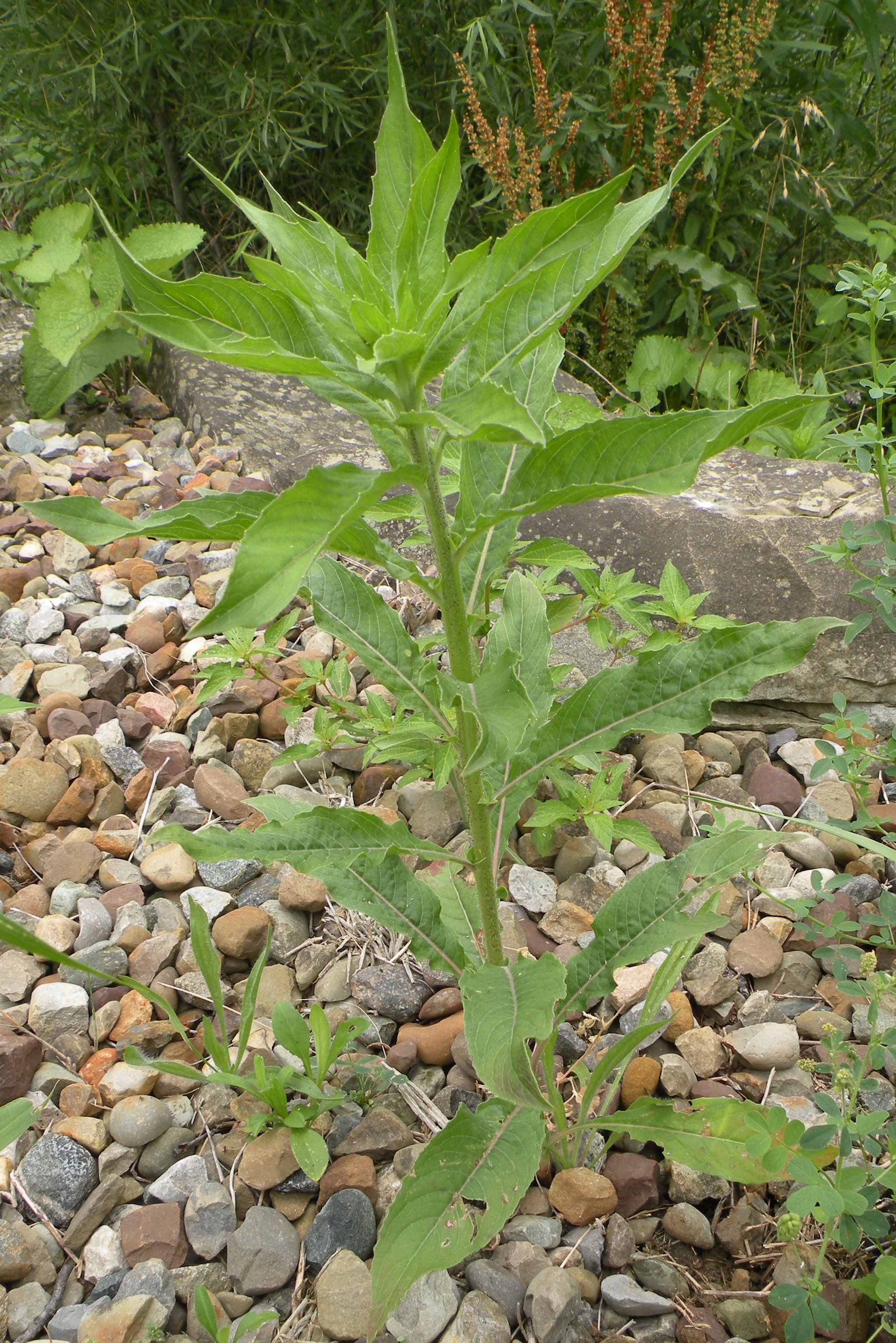 Common Evening-primrose plant.